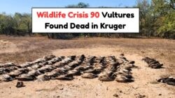 July's Tragedy: 90 Vultures Poisoned in Kruger Sparks Global Outrage Over SA Wildlife